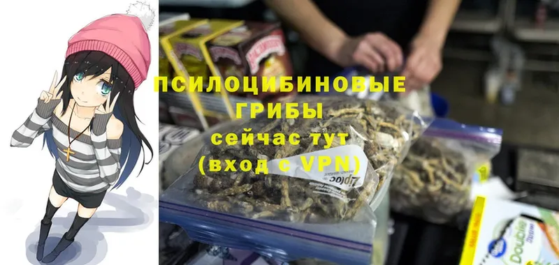 Псилоцибиновые грибы Psilocybine cubensis  где продают   кракен ССЫЛКА  Бийск 